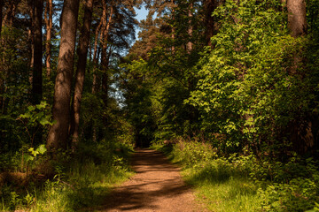 Fototapeta na wymiar Forest path in morning sunshine.