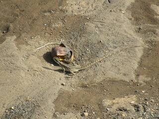 Tarcoles, Costa Rica