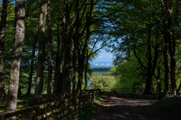 Queensferry Crossing seen from the leafy alley