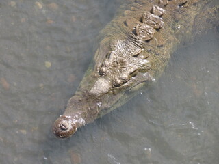 Tarcoles, Costa Rica