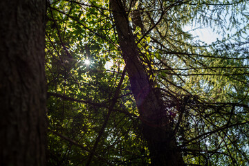 Obraz premium Forest path in morning sunshine.