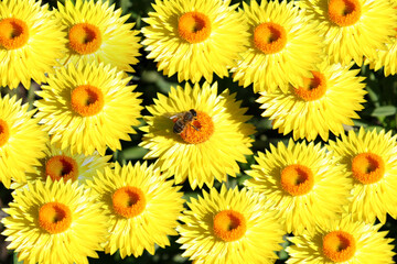 Fototapeta na wymiar bee on yellow flowers background