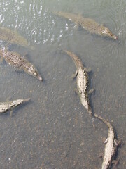 Tarcoles, Costa Rica