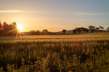 Sunrise over wheat field, Scotland in spring