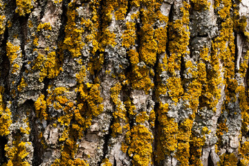 Texture of the bark of a tree trunk with moss. Close-up