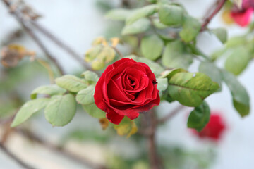 red rose in a garden