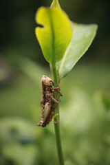 The wasp on a leaf