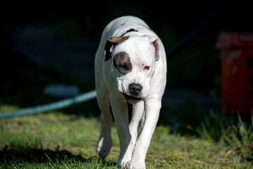 The young dog walks with a funny face. White pitbull with a brown spot on the eye.
