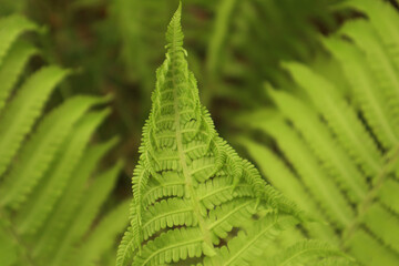 Лист папоротника