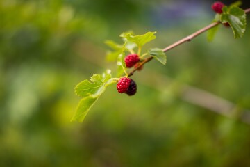scene of mulberry fruit branch isolated. 