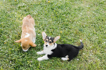 two Corgi puppies on the green in a Sunny sunset