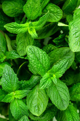 Fresh green mint.