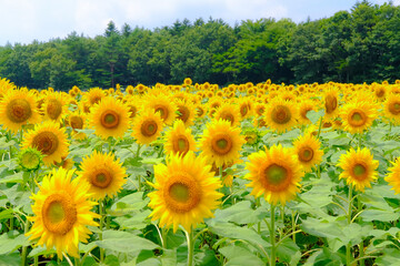 Obraz premium 山梨のひまわり畑