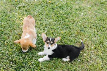 two Corgi puppies on the green in a Sunny sunset