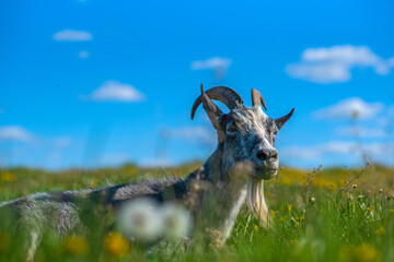 Portrait of a domestic goat on the field photographed close-up.