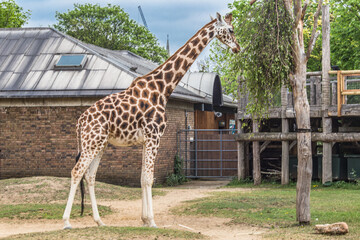 Beautiful giraffes at London Zoo,ZSL London Zoo