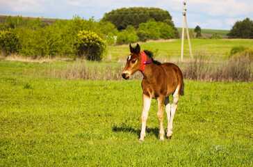 Fototapeta na wymiar young thoroughbred brown foal walks and plays on green pasture. Little stallion frolic and eat grass on spring meadow, on bright sunny day.