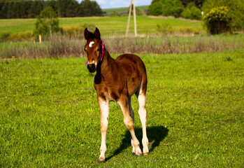 young thoroughbred brown foal walks and plays on  green pasture. Little stallion frolic and eat...