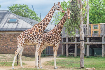 Obraz premium Beautiful giraffes at London Zoo,ZSL London Zoo