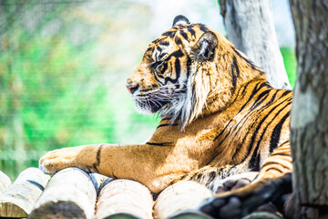 Amazing tiger at London Zoo