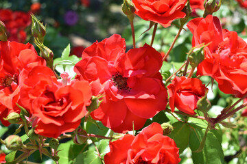 Obraz premium Image of Red rose blooming in the park