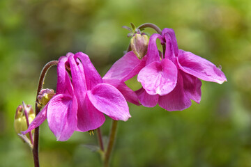 Purple flowers of European columbine (Aquilegia vulgaris) on blurry background of green grass. Plant in Buttercup family blooming in garden in spring. Copy space. Close-up.