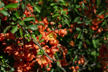 Spring flowering bush. The bush blooms in orange flowers. Flowering bush of Japanese quince.
