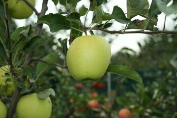 green apples on tree