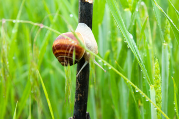 Snail in the grass