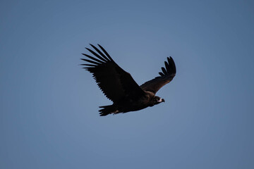 Cinerious Vulture in Rajasthan, India