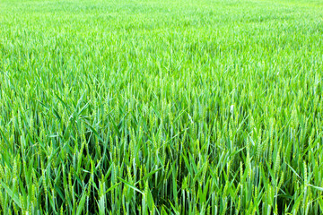 green wheat field