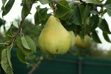 pear on a branch