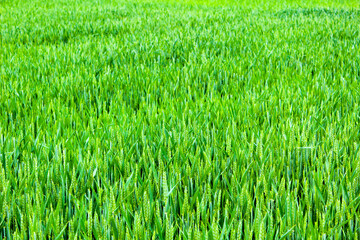 green wheat field