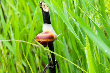 Obraz premium snail on a grass