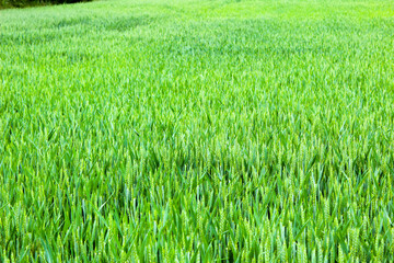 green wheat field
