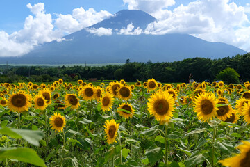 富士山とひまわり畑