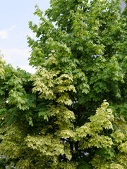 Maple tree in park at spring