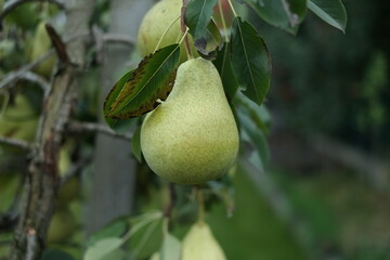 pear on a branch