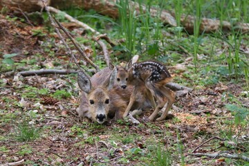 Reh kurz nach Geburt