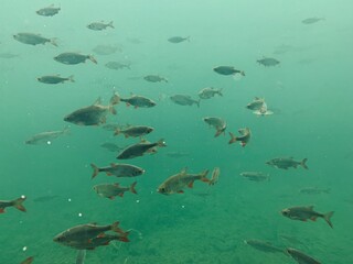unterwasserszene