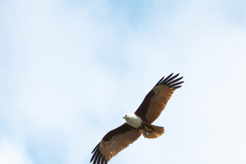 Eagle,hawk in the isolated sky