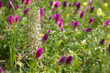 Lizard orchid (Himantoglossum hircinum) in wildflower meadow (Kaiserstuhl, Germany)