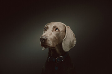 Purebred Weimaraner dog. Studio shot.