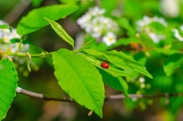 Red ladybug beetle on a cherry leaf on a background of blurred flowers. Beautiful natural background.