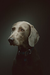Fototapeta premium Purebred Weimaraner dog. Studio shot.