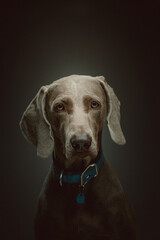 Purebred Weimaraner dog. Studio shot.