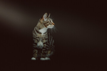 Obraz premium Little cute kitty. Studio shot.