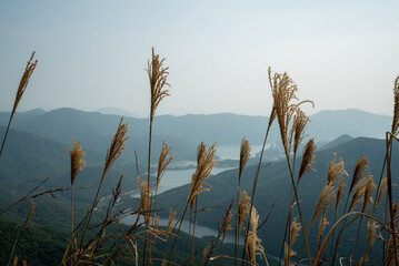Reeds with background of Shek O on Wilson Trail in Hong Kong
