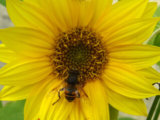 Abeille et tournesol
