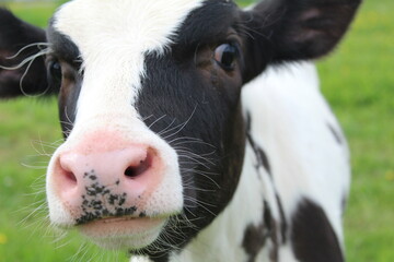 Portrait of a young calf close-up in a meadow